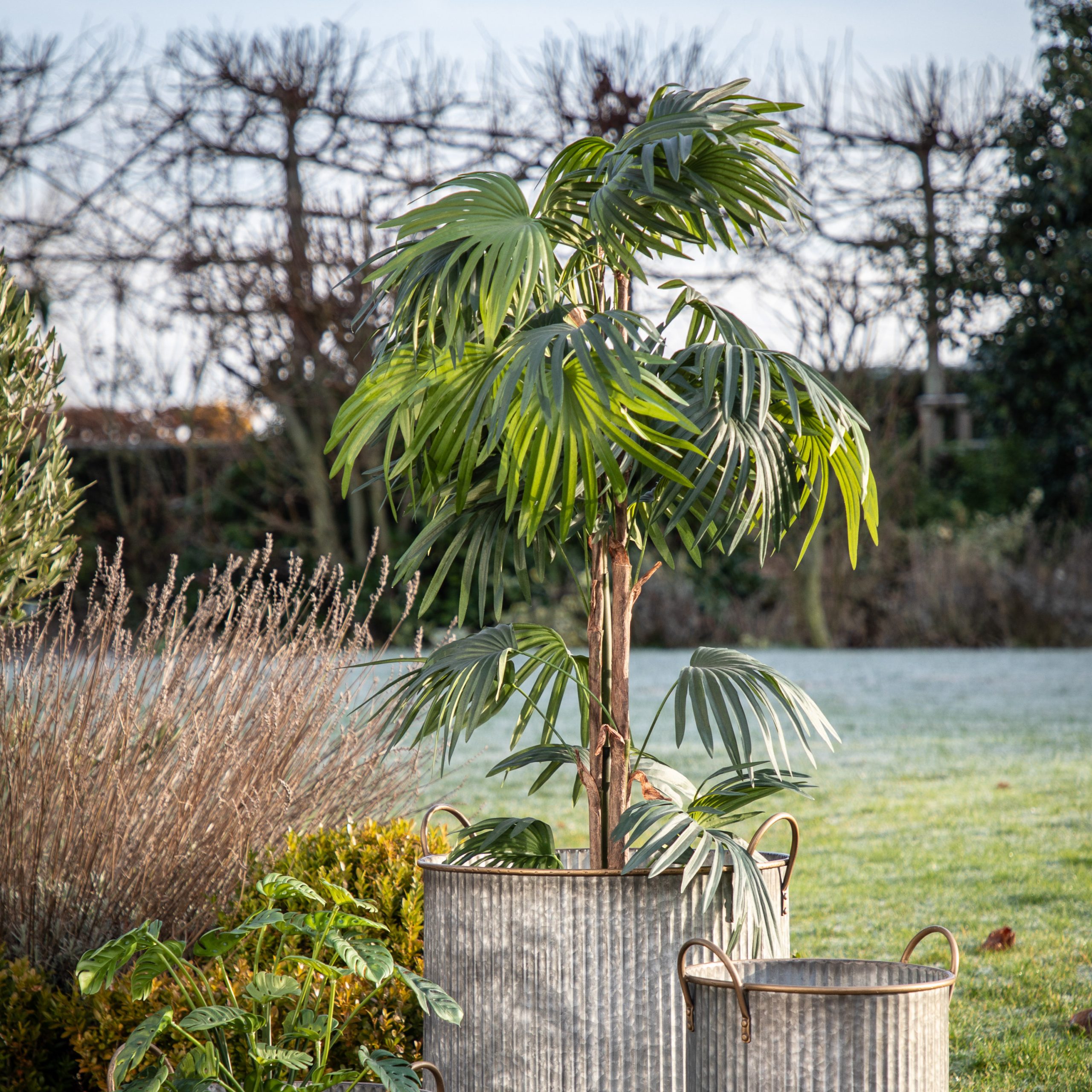 Gallery Direct Chinese Fan Palm