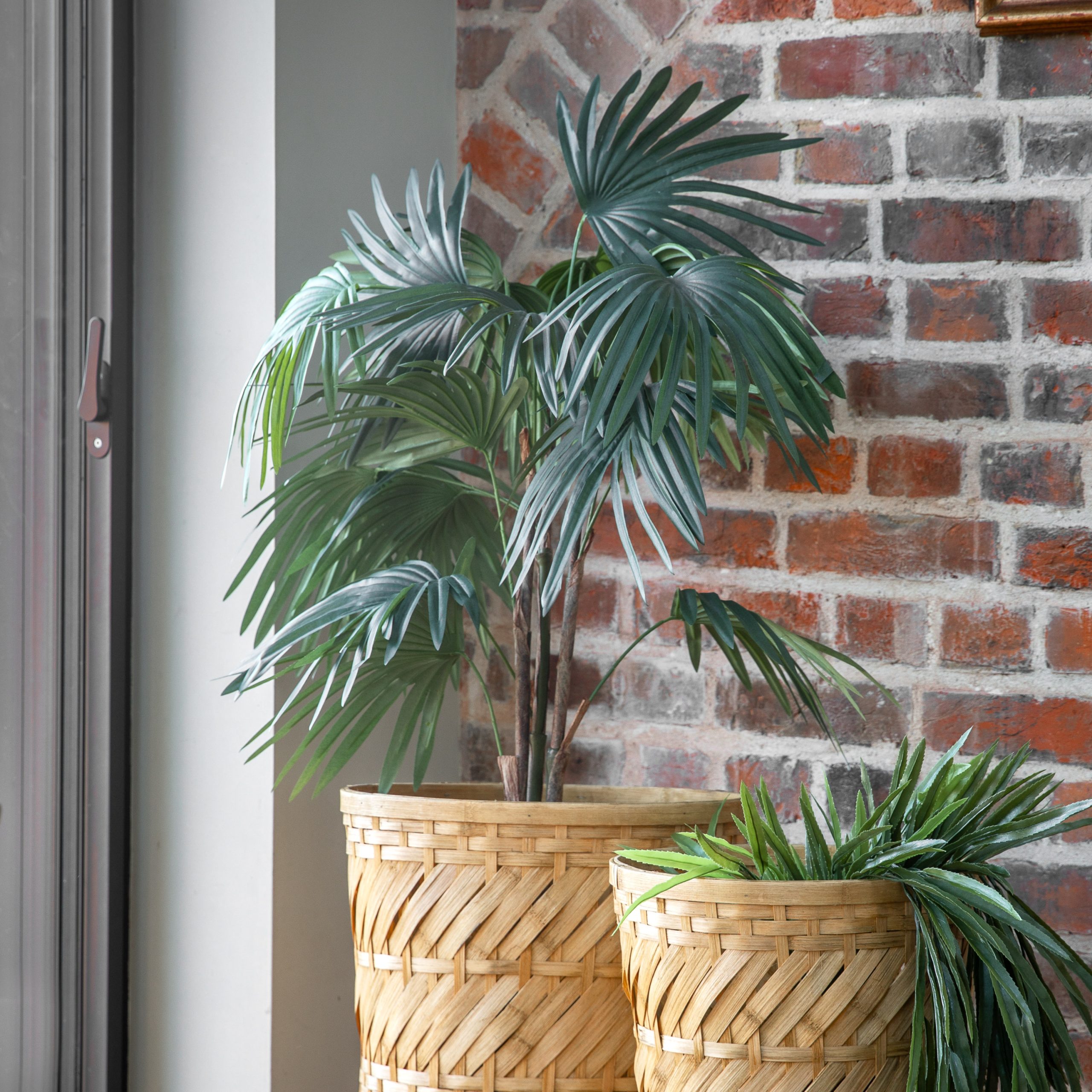 Gallery Direct Chinese Fan Palm