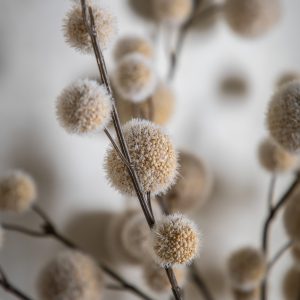 Gallery Direct Pom Pom Spray Pack of 6 Ivory | Shackletons