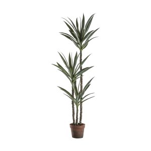 Gallery Direct Yucca Tree w3 Heads | Shackletons