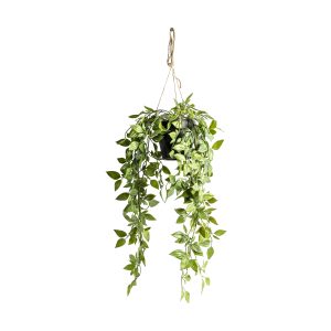 Gallery Direct Hanging Scindapsus Small | Shackletons