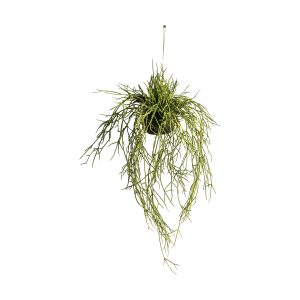 Gallery Direct Hanging Rhipsalis wSoil Large | Shackletons