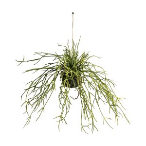 Gallery Direct Hanging Rhipsalis wSoil Small | Shackletons