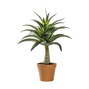 Gallery Direct Potted Agave | Shackletons