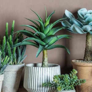 Gallery Direct Potted Agave | Shackletons