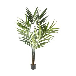 Gallery Direct Kentia Palm Tree | Shackletons