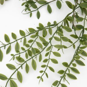 Gallery Direct Trailing Fern in Soil Green | Shackletons