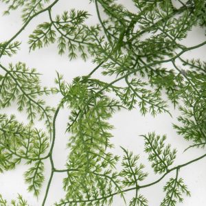 Gallery Direct Trailing Wood Fern in Soil Green | Shackletons