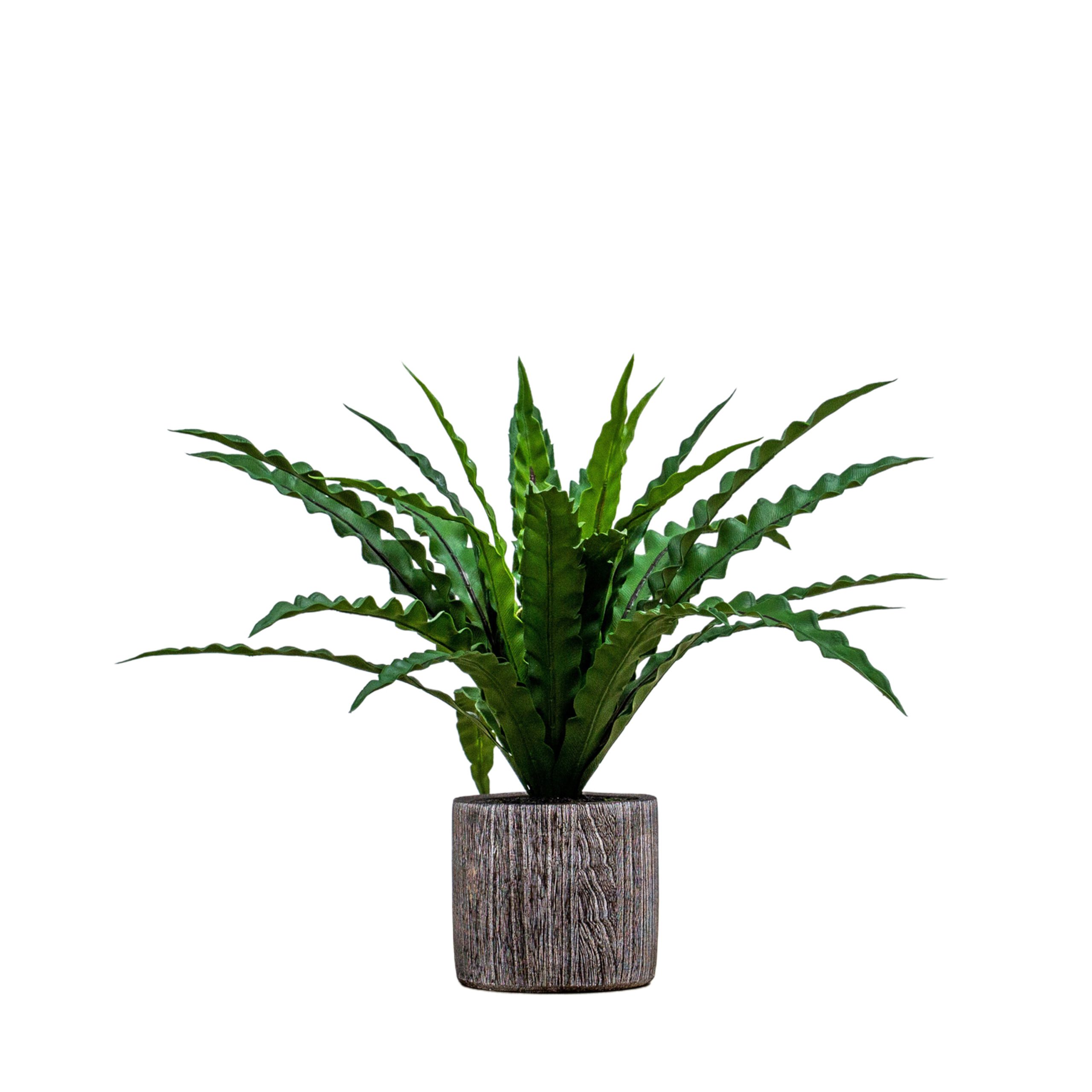 Gallery Direct Potted Asplenium Fern