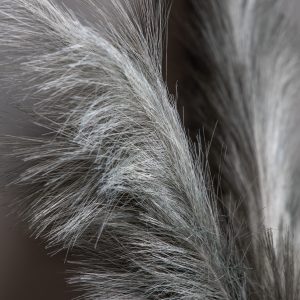 Gallery Direct Feathered Stem Grey Pack of 3 | Shackletons