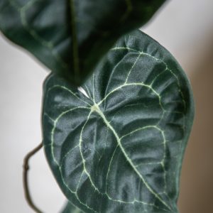 Gallery Direct Trailing Caladium Leaves in Pot Green | Shackletons