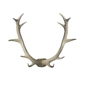 Gallery Direct Bjorn Antler Wall Art White | Shackletons